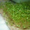 sprouts004
