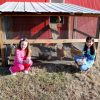 anna chickens