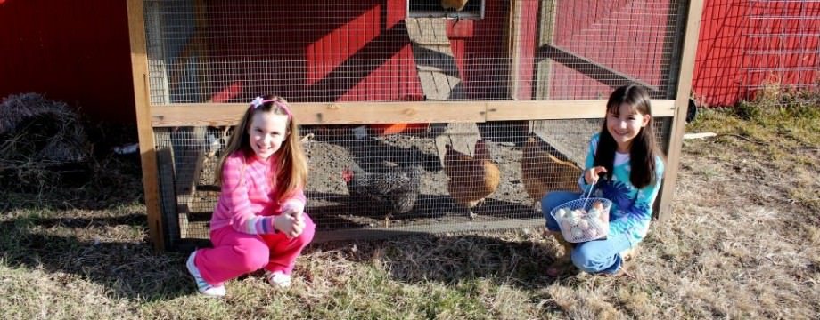 anna chickens