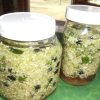bluberry kraut 2