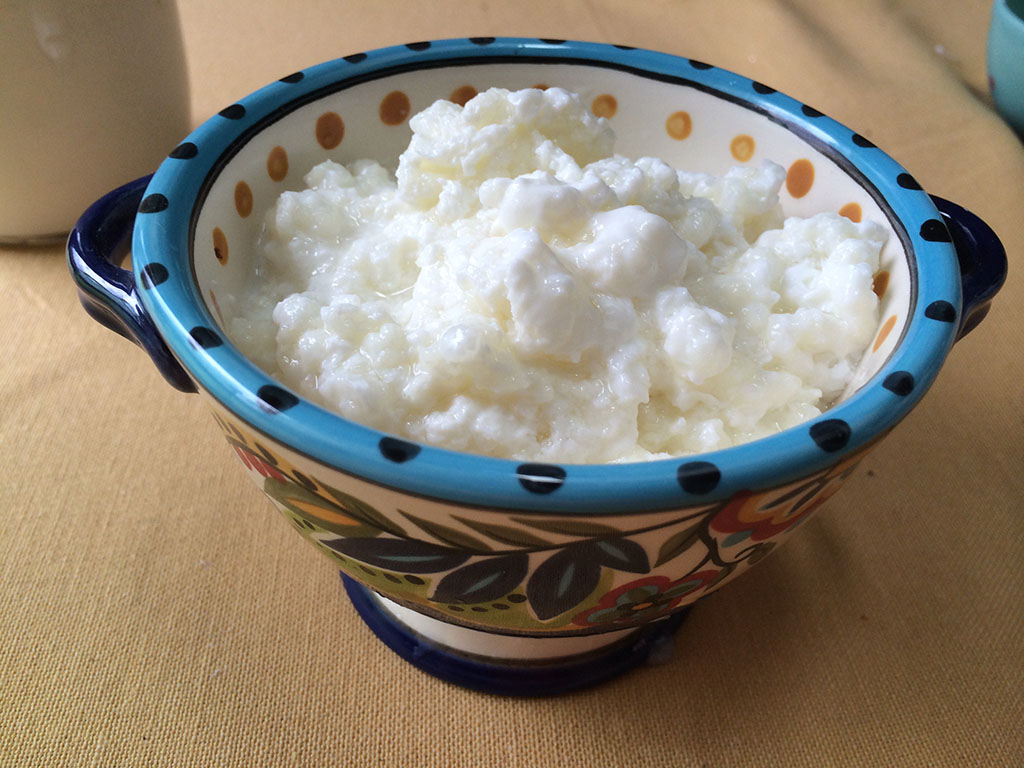 Composition of Milk Kefir Grains: Bacteria & Yeasts - Cultures For Health