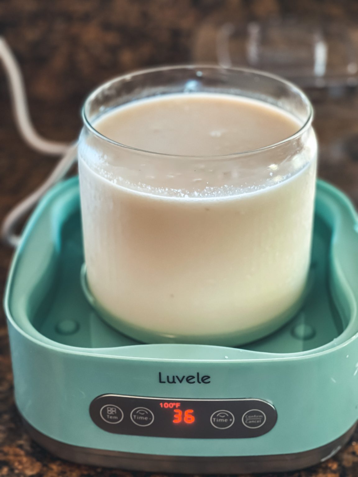 l-reuteri-yogurt-in-luvele-yogurt-maker-cultured-food-life