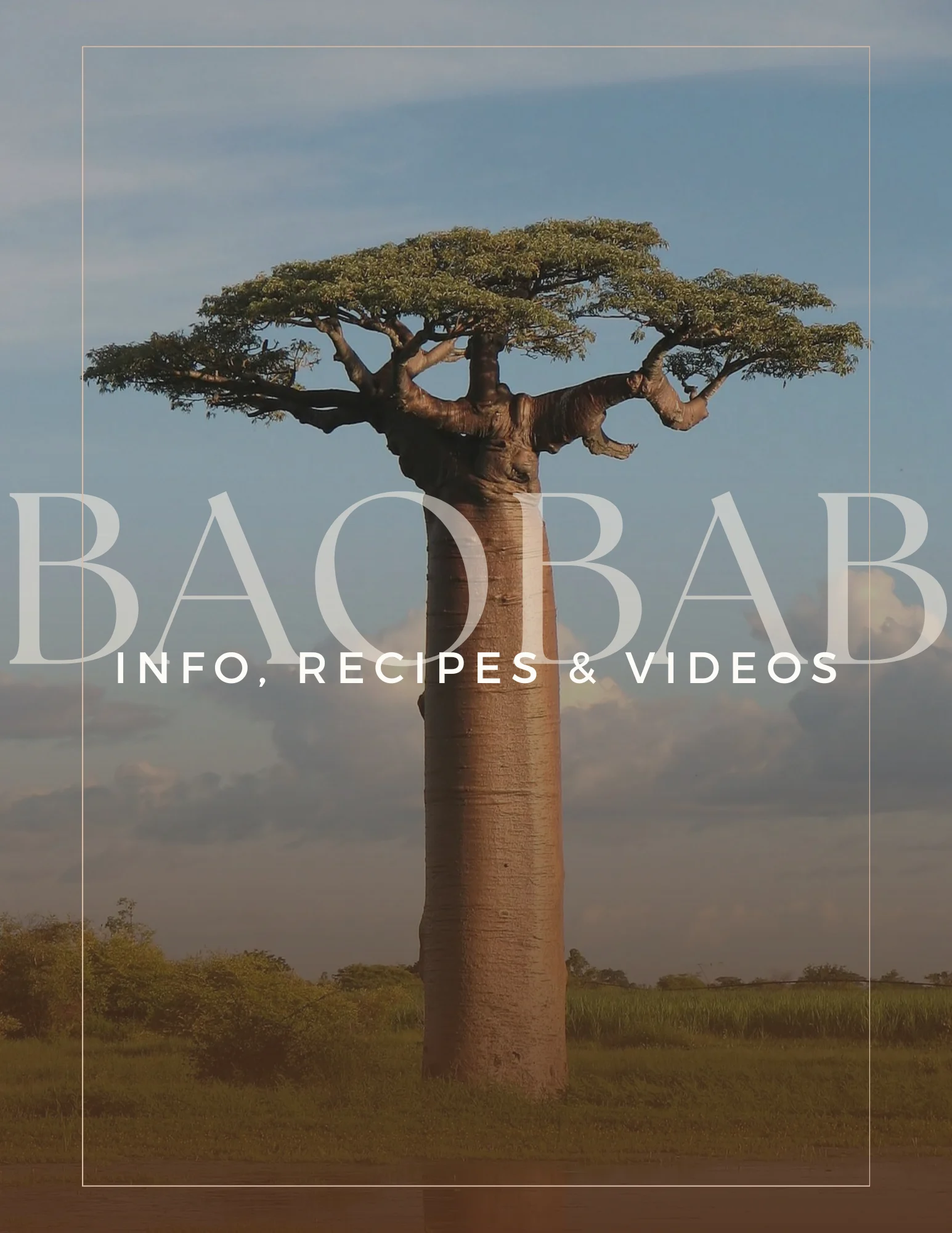 baobab-flyer-front-Real-Estate-Flyer