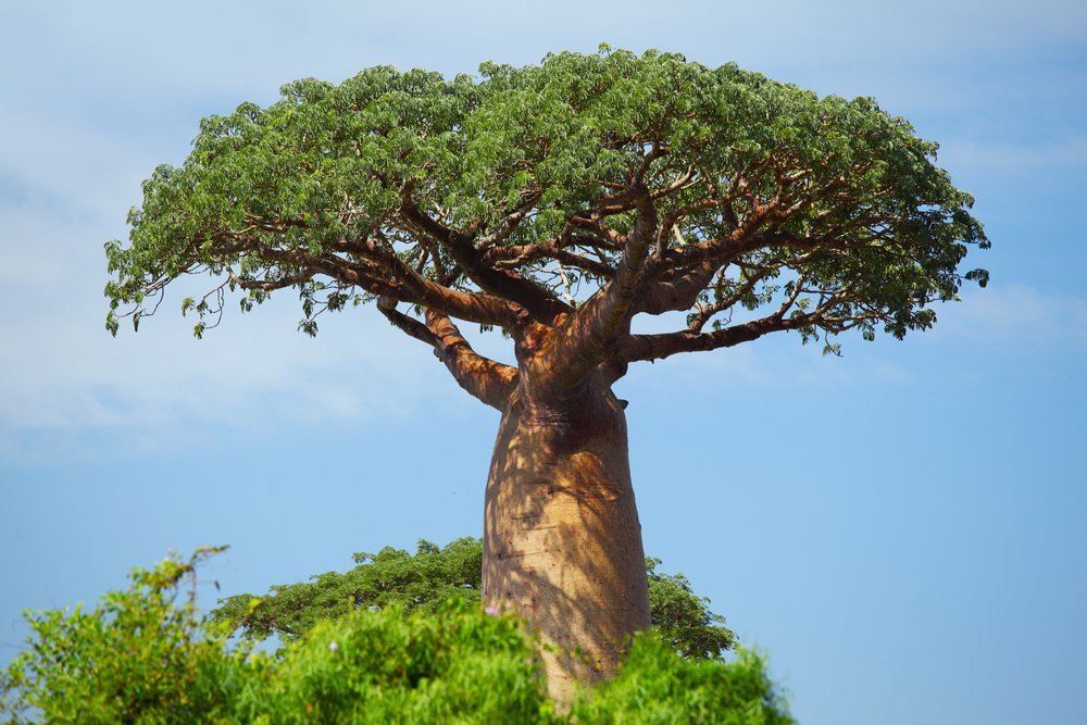 The Amazing Benefits of Baobab: Nature’s Superfood - Cultured Food Life